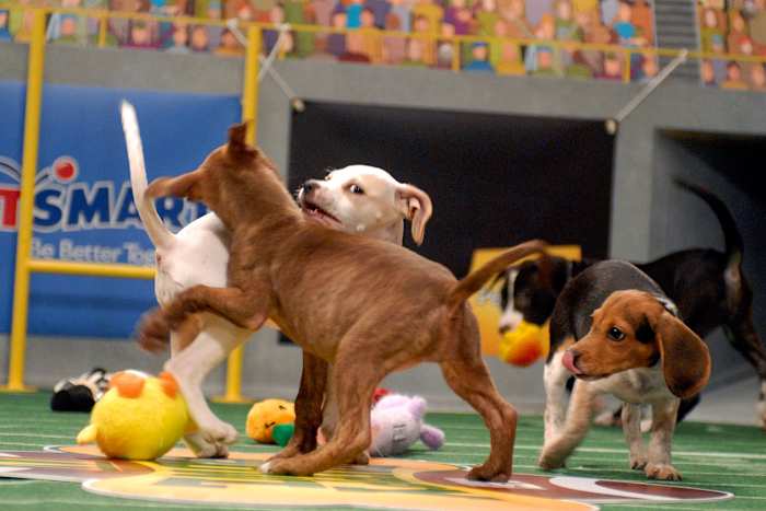Puppy-Bowl-IV-AP071016028905_1.jpg